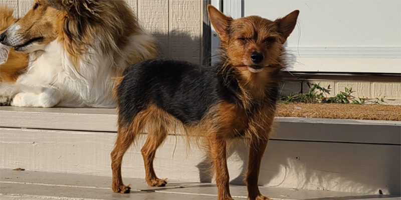 Yogo Yorkies of Montana Puppies For Sale